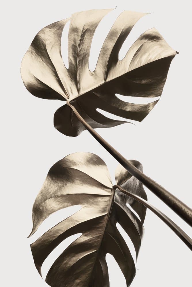 Golden Monstera Leaves by Pictufy Studio III — canvas wall art