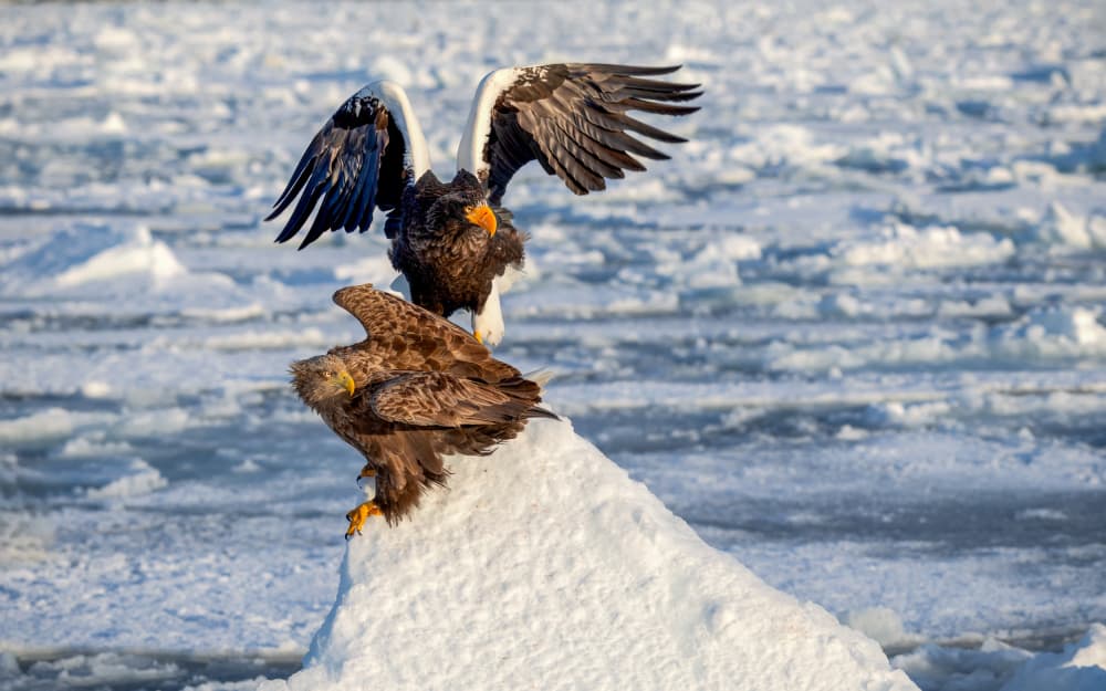 Arctic Sea Eagles by Joanna W — canvas wall art