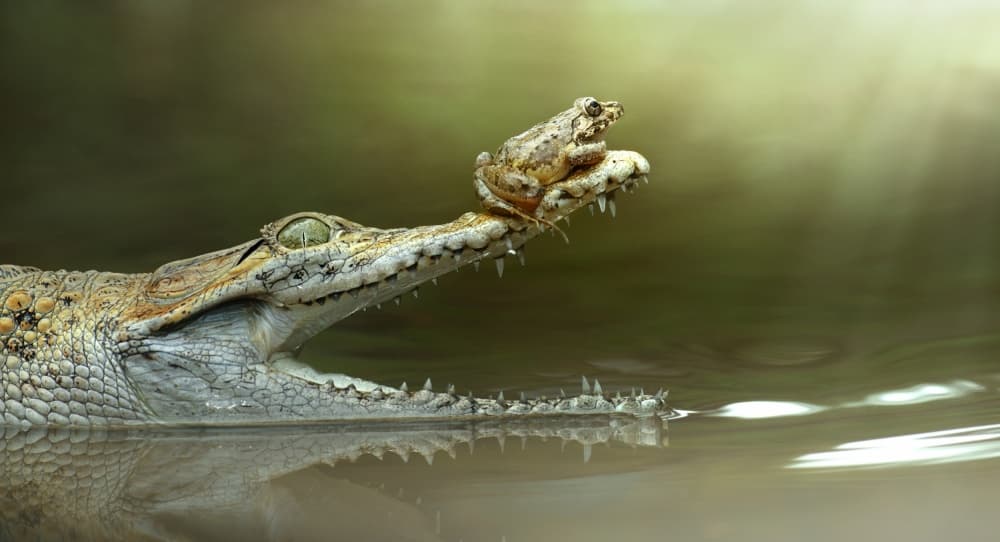Crocodile and Frog Friend by Fahmi Bhs — canvas wall art