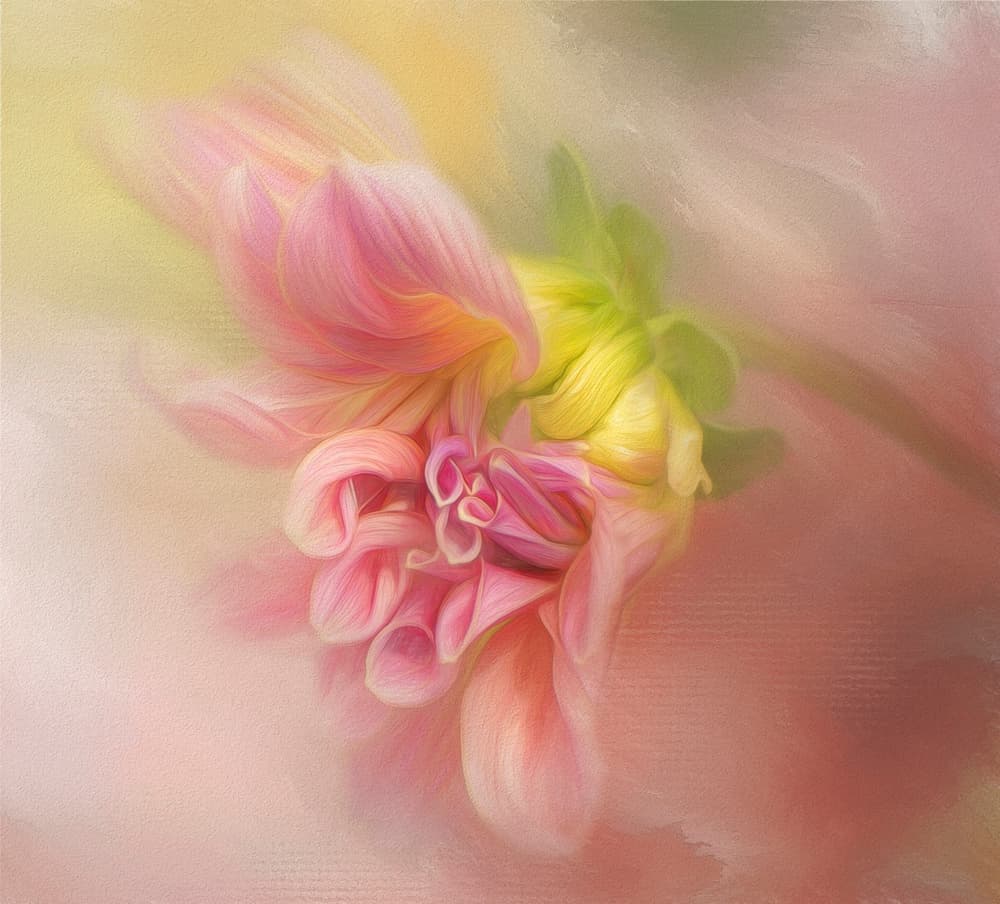 Soft Pink Dahlia by Gaille Gray — canvas wall art
