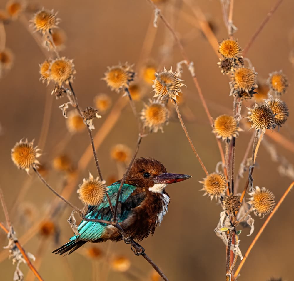 Brown Kingfisher Perched by Eldad Levin — canvas wall art