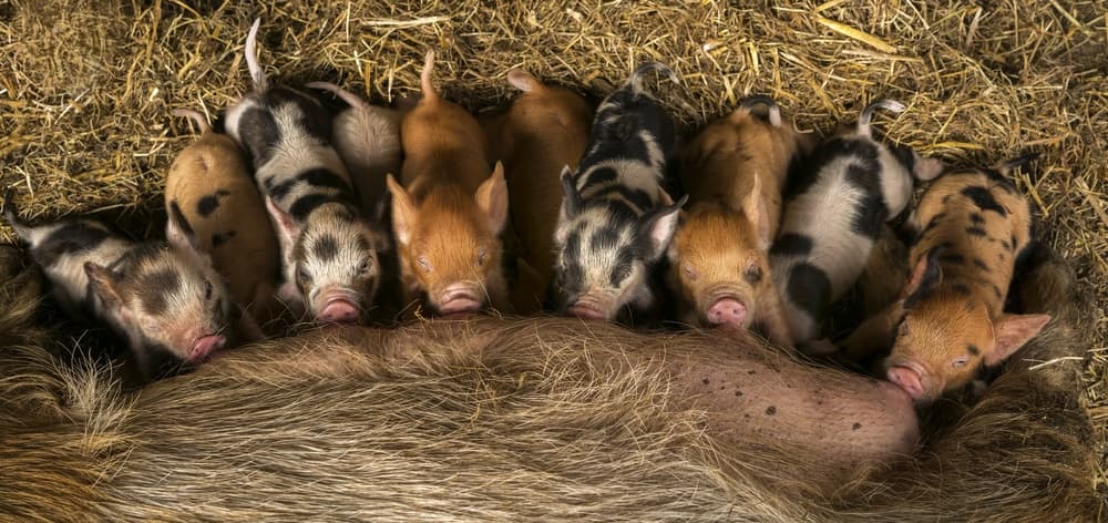 Newborn Piglets Nursing by Gert van den Bosch — canvas wall art
