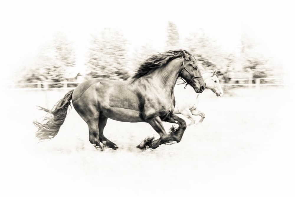 Spirited Horses Run by Sebastian Graf — canvas wall art