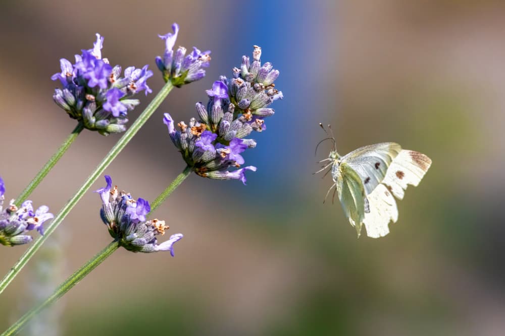 Butterfly Lavender Bloom by Ute Jackisch — canvas wall art
