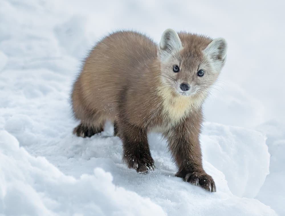 Curious Marten In Snow by Jasmine Suo — canvas wall art