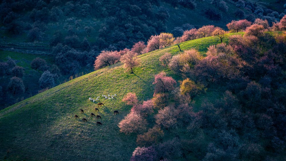 Sunlit Hillside Blooms by Hua Zhu — canvas wall art