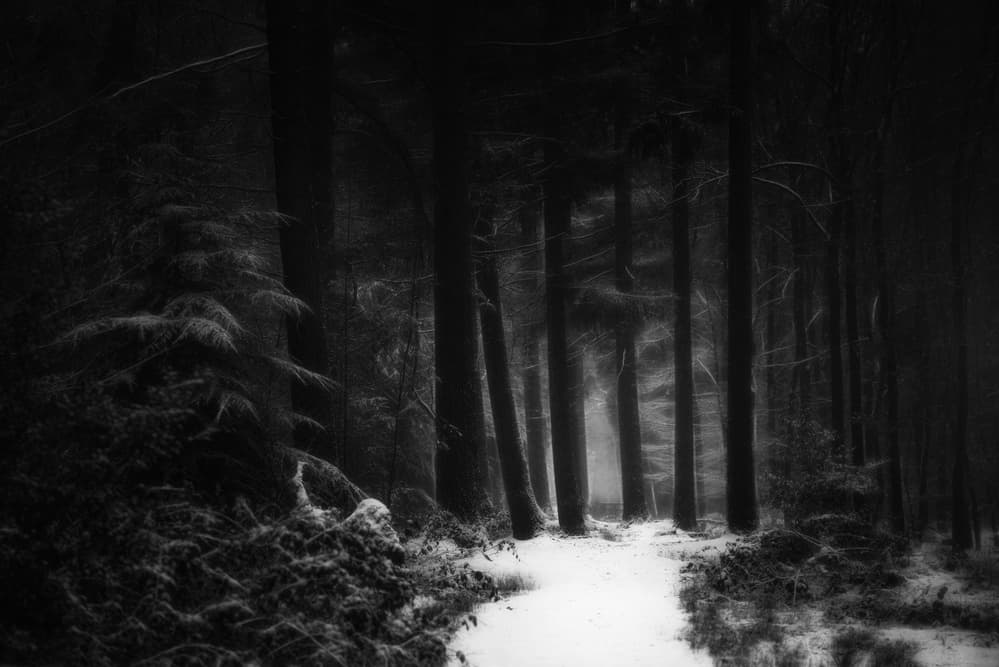 Snowy Forest Path by Saskia Dingemans — canvas wall art