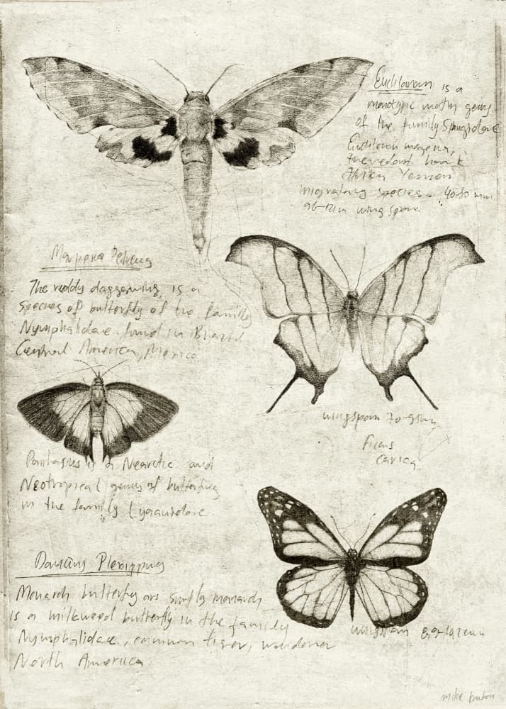 Butterfly Illustrations by Mike Koubou — canvas wall art