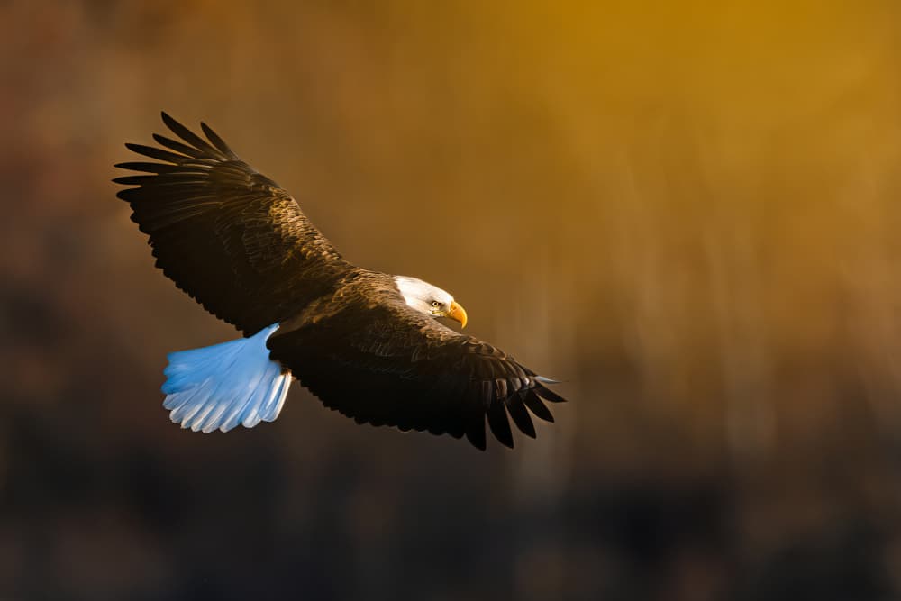 Soaring American Eagle by Catherine Wang — canvas wall art