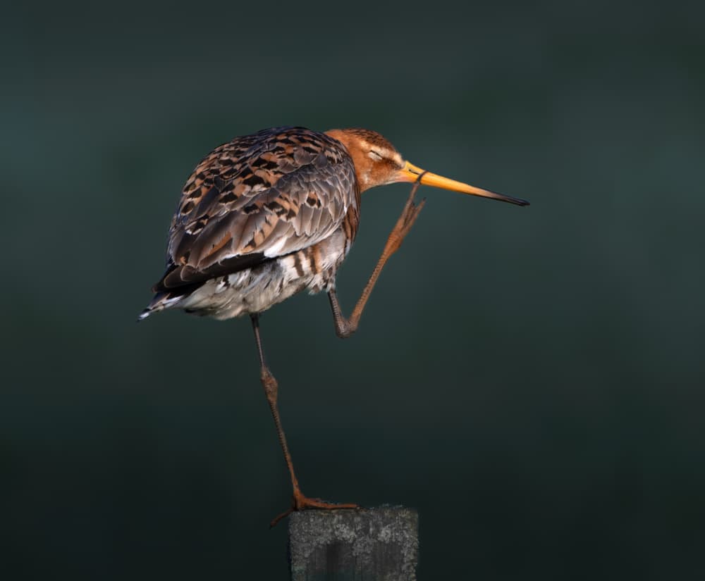 Relaxed Bird Scratching by Erik Engström — canvas wall art