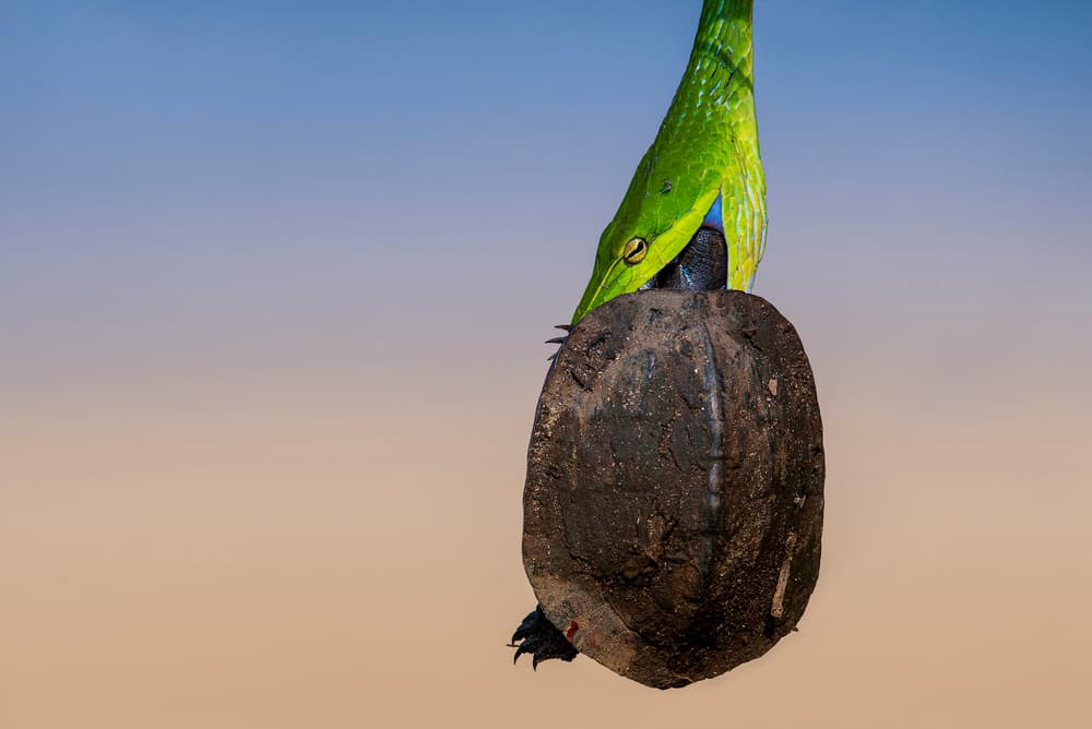 Green Snake Turtle Encounter by Abdul Saleem — canvas wall art