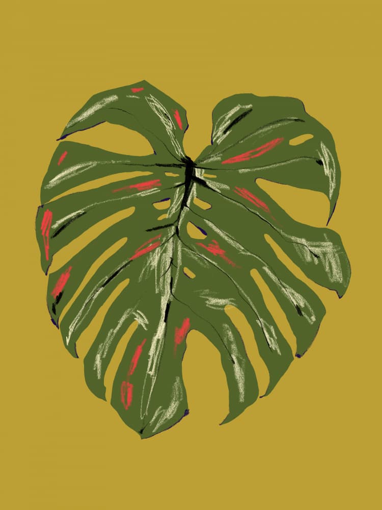 Vibrant Monstera Leaf by Francesco Gulina — canvas wall art