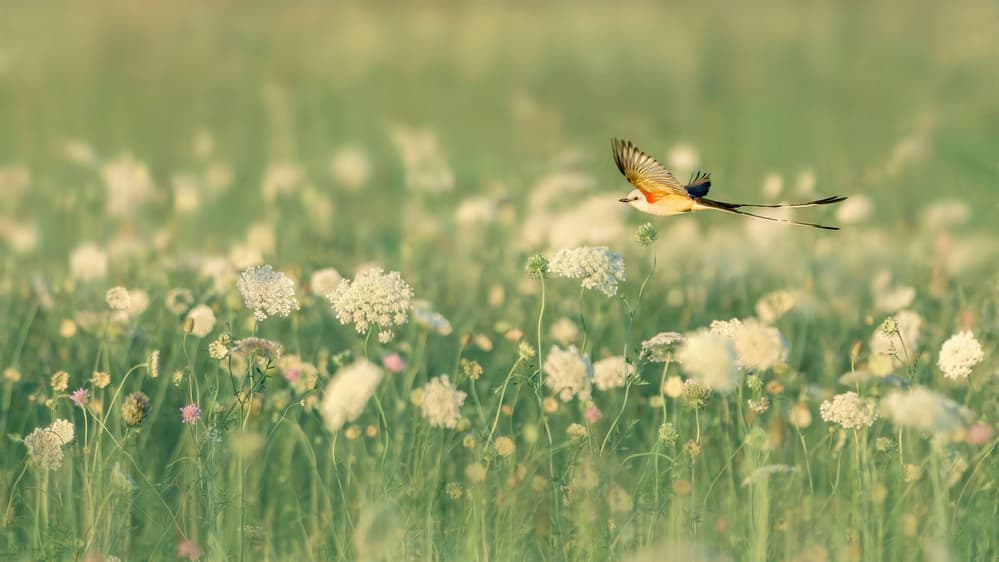 Graceful Meadow Flight by Qing Zhao — canvas wall art