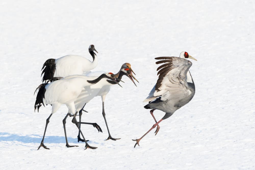 Dancing Winter Cranes by Alex Li — canvas wall art