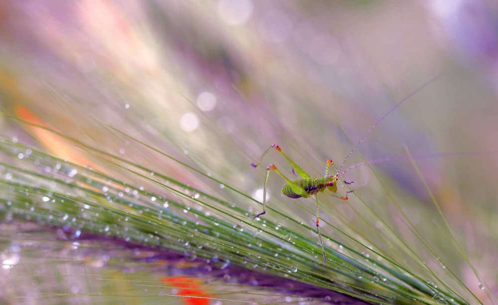 Green Grasshopper Morning Dew by Thierry Dufour — canvas wall art