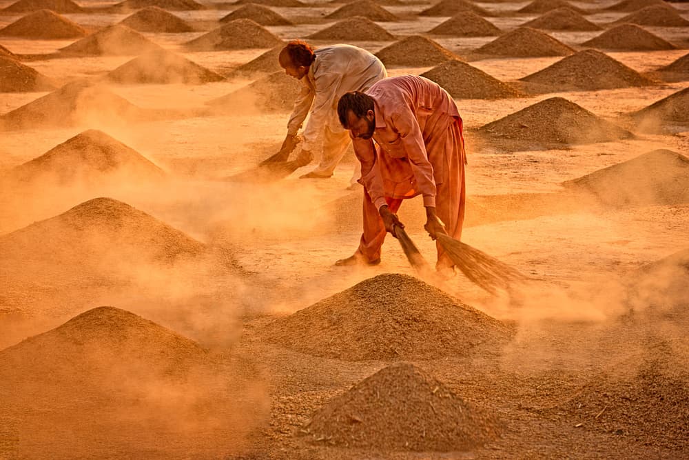 Farmers Harvesting Golden Grain by Sayyed Nayyer Reza — canvas wall art
