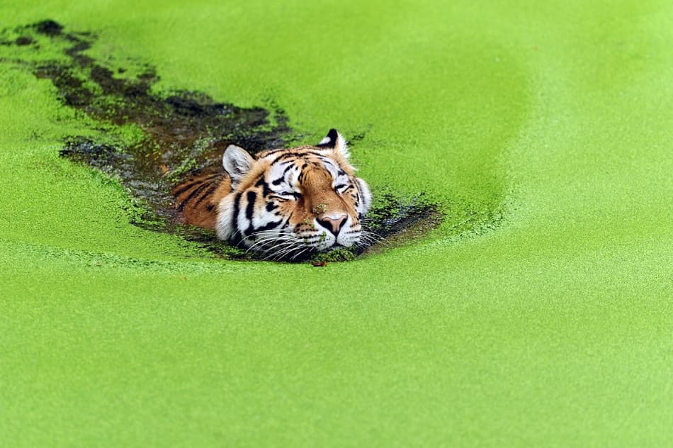 Serene Tiger Swim by Keller — canvas wall art