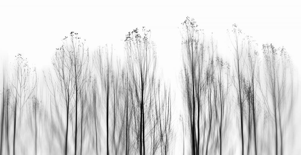 Abstract Vertical Forest by Paulo Abrantes — canvas wall art