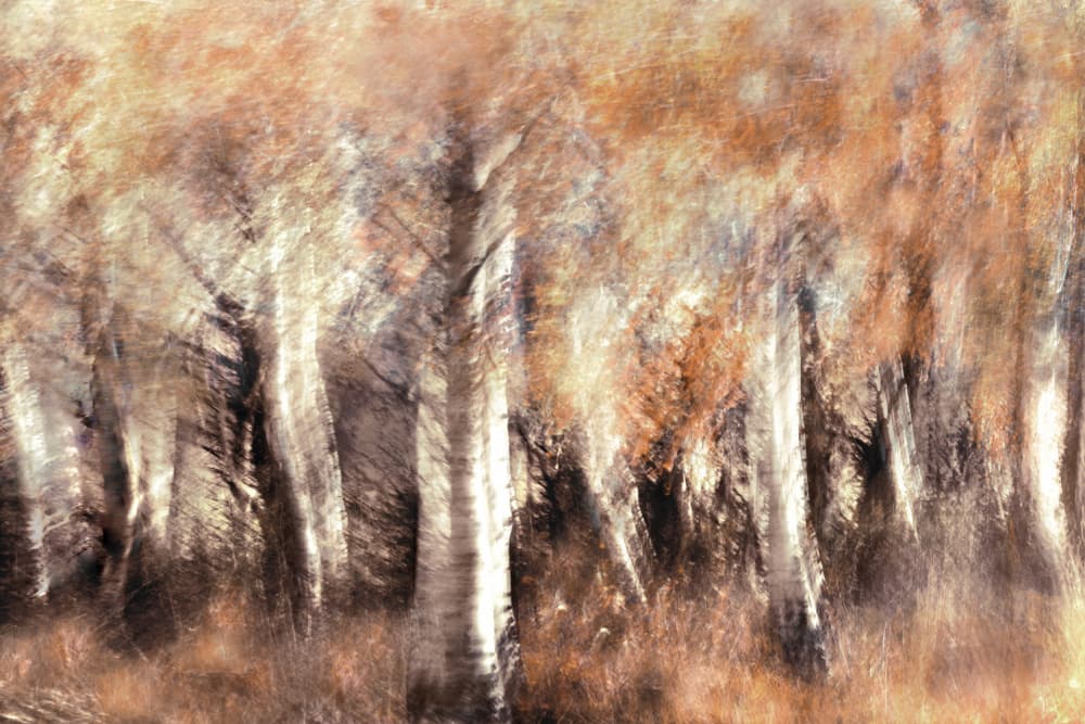 Dreamy Autumn Birches by Christina Sillen — canvas wall art