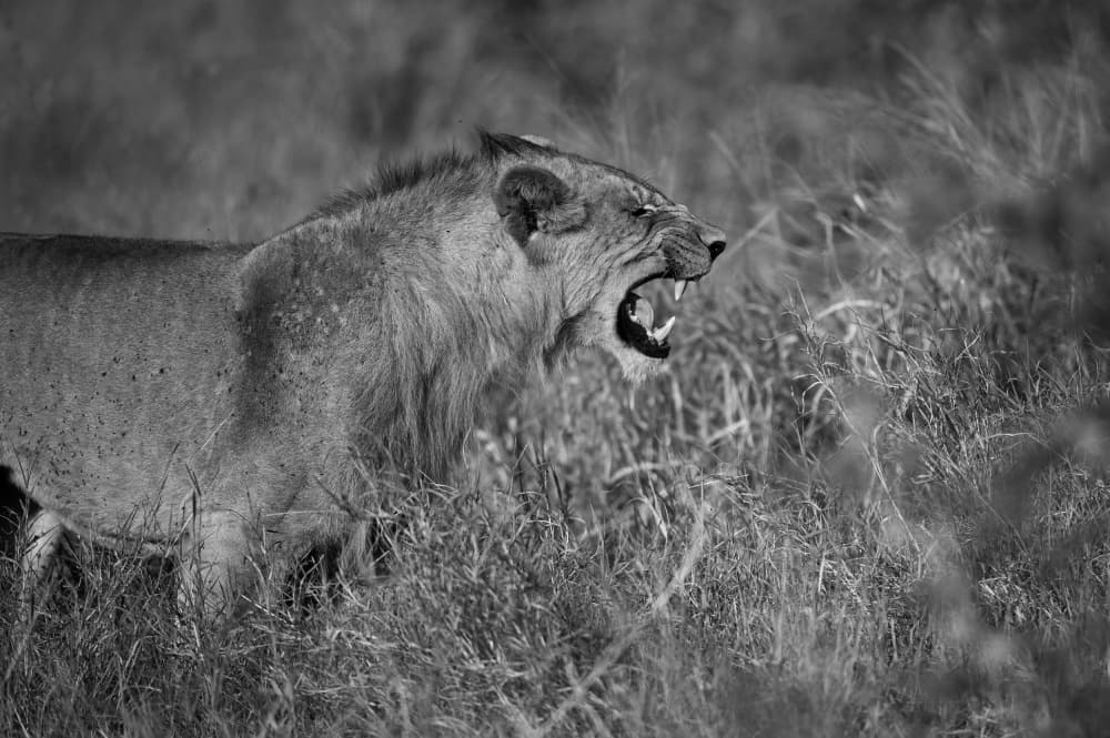 Fierce African Lion by Marco Pozzi — canvas wall art