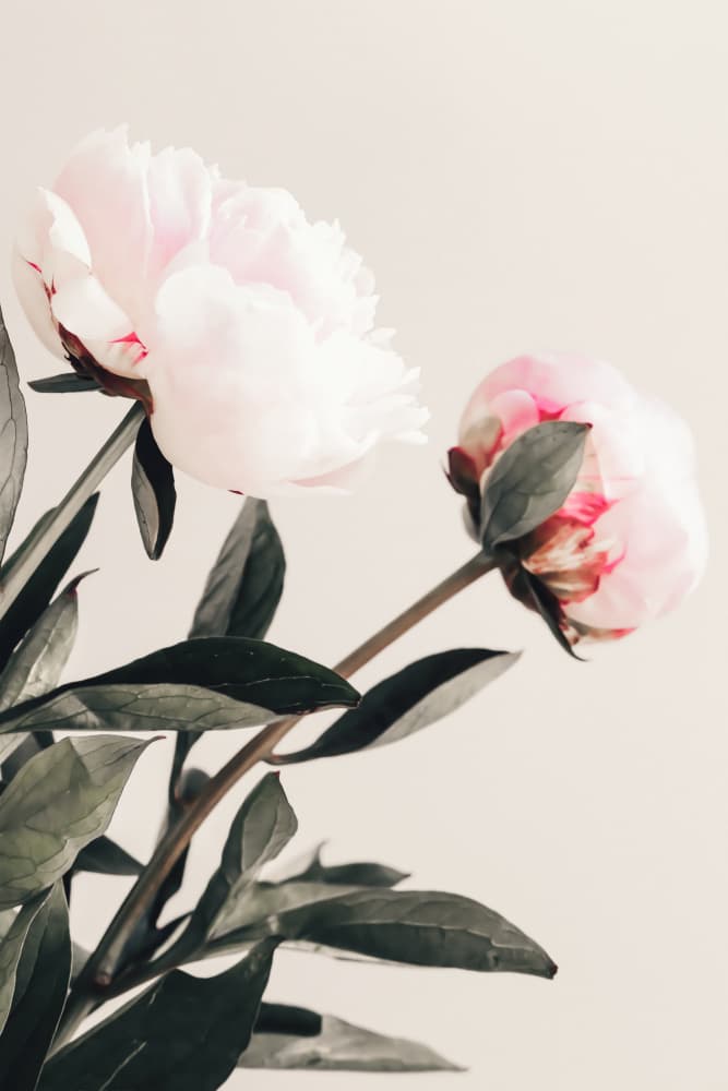 Soft Pink Peonies by Pictufy Studio III — canvas wall art