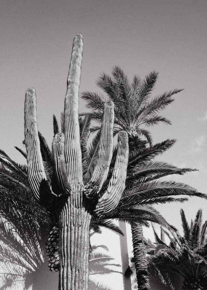 Saguaro and Palm Trees by Pictufy Studio III — canvas wall art