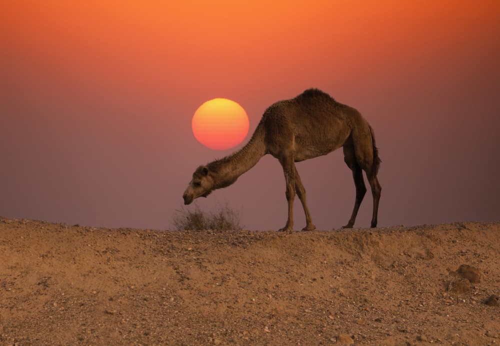 Sunset Desert Camel by אייל בר אור • Eyal Bar Or — canvas wall art
