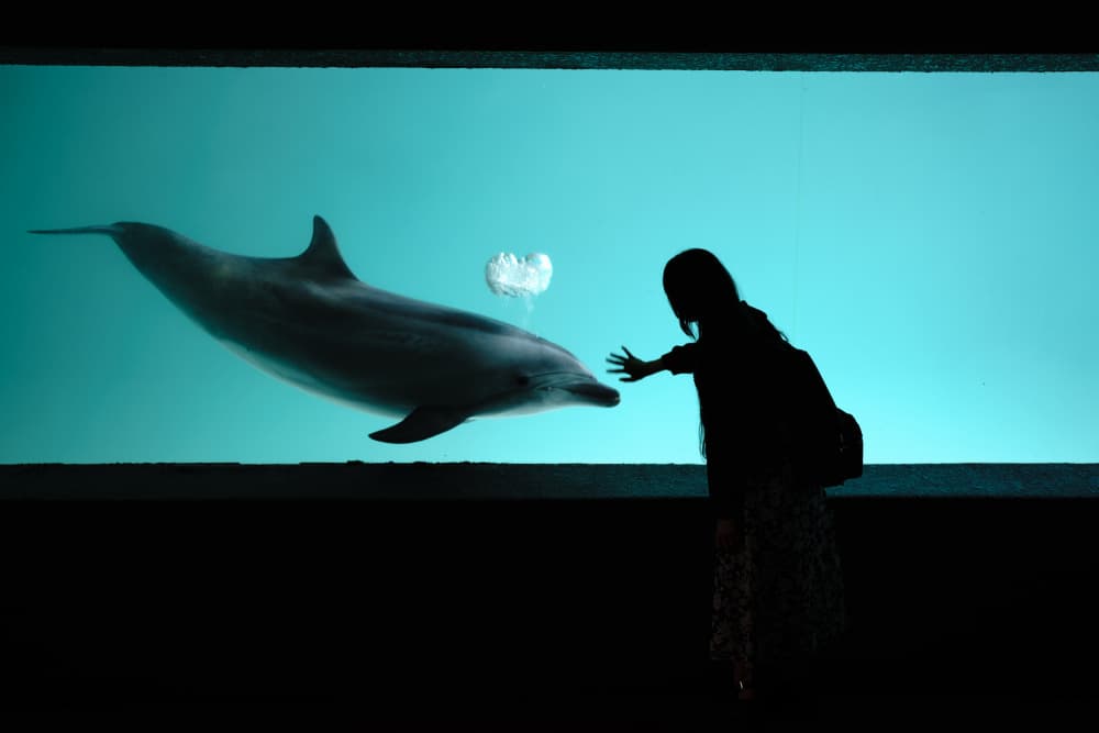 Dolphin's Heart For Girl by Kurosaki Sangan — canvas wall art