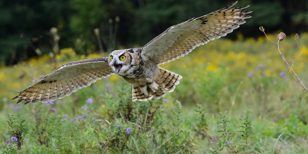 Fierce Owl In Flight by Darlene Hewson — canvas wall art