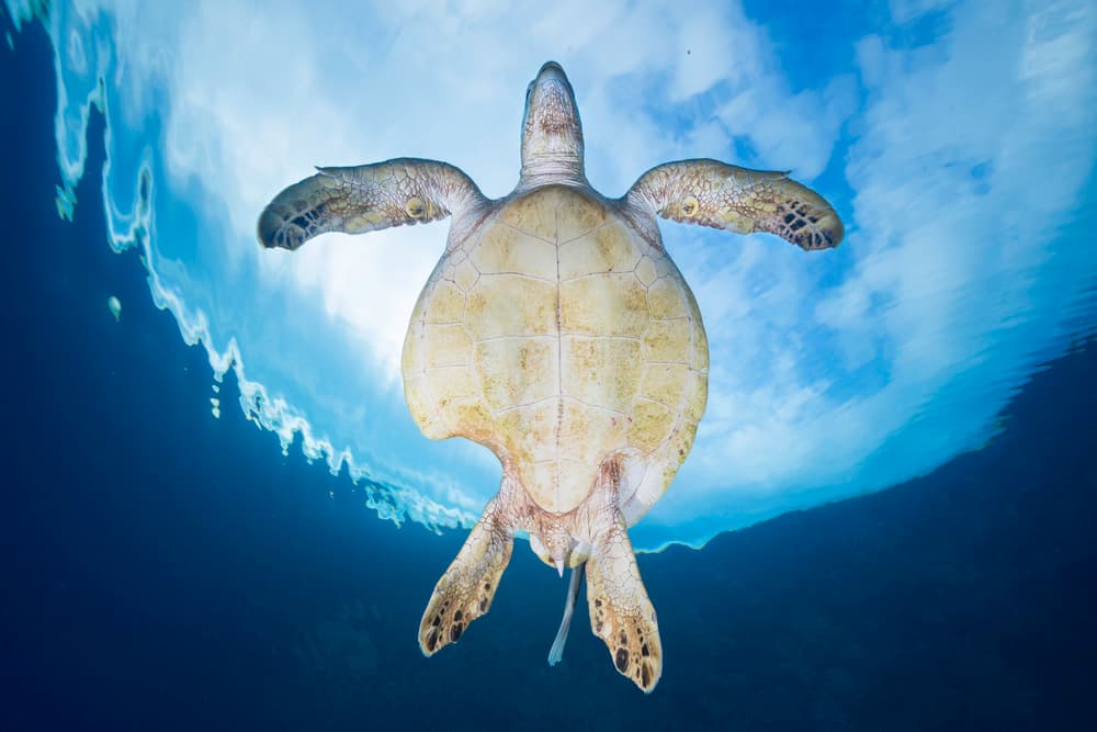 Sea Turtle Ascending by Barathieu Gabriel — canvas wall art
