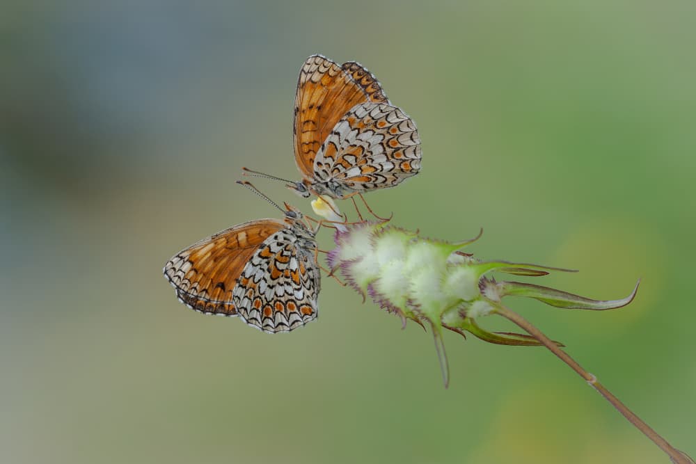 Orange Butterfly Pair by Roberto Marini — canvas wall art