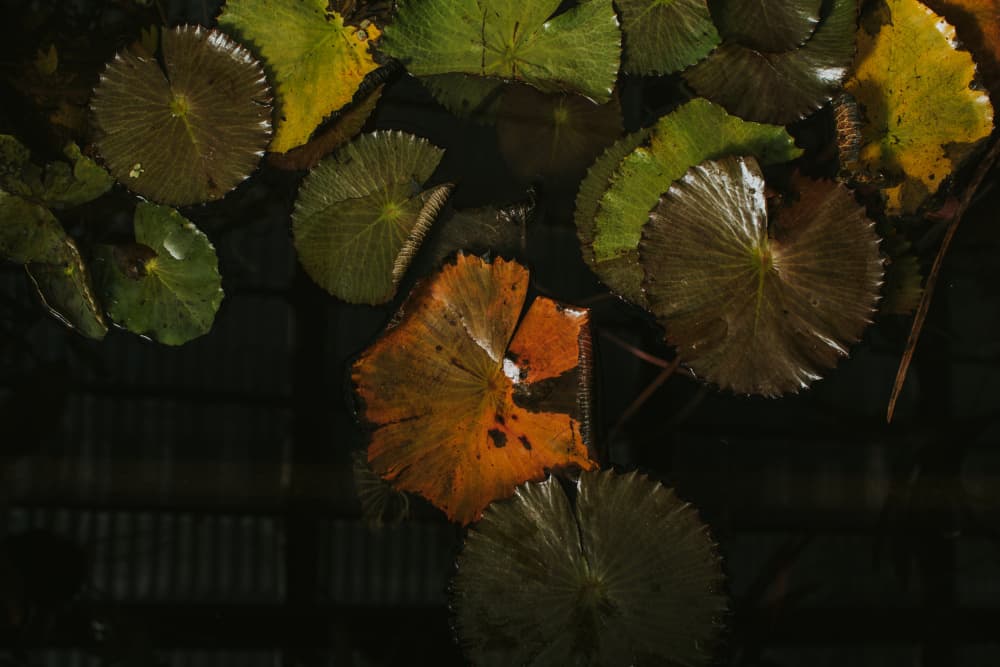 Autumn Leaves Dark Water by Claudia Casal — canvas wall art