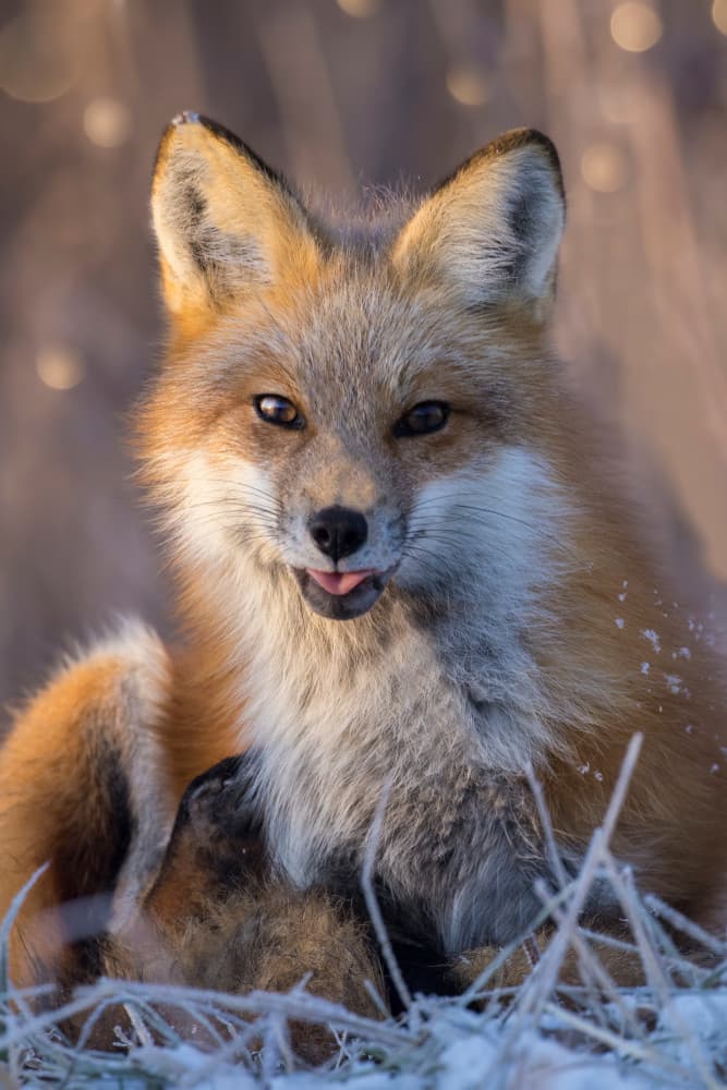 Playful Red Fox by Mircea Costina — canvas wall art