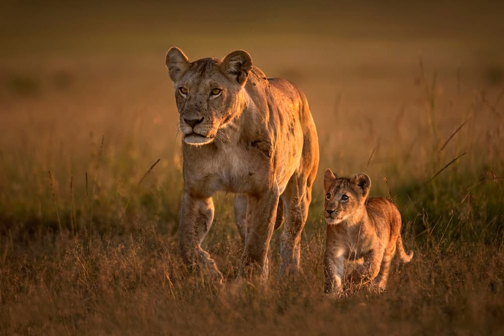 Golden Savanna Lion Family by Xavier Ortega — canvas wall art