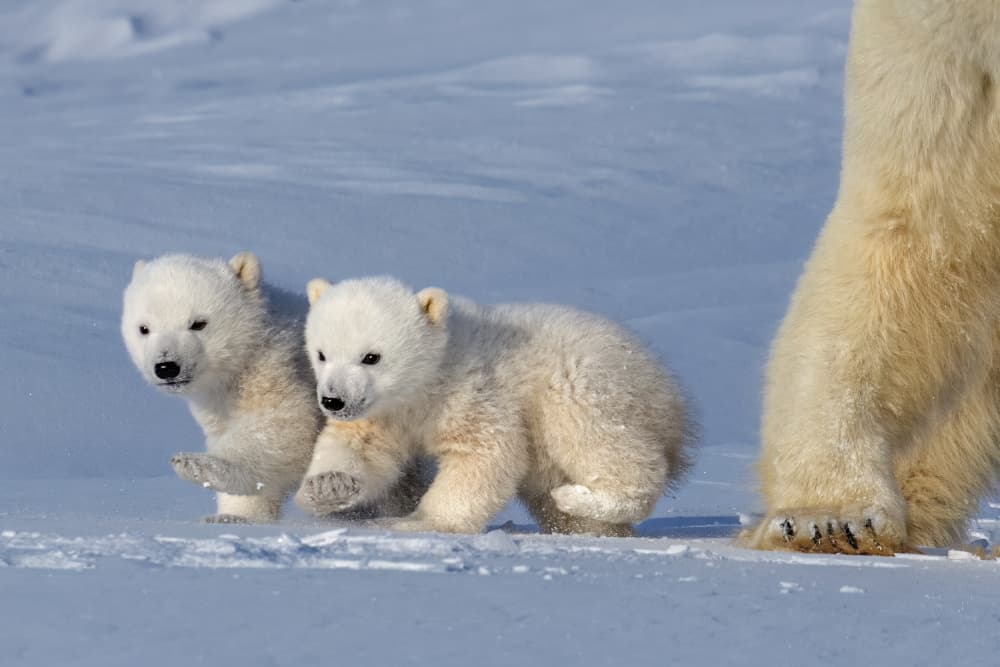 Playful Polar Bear Cubs by Hung Tsui — canvas wall art