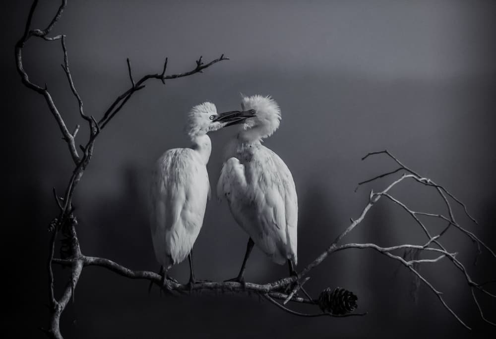 Egrets Sharing Affection by Mallal Moshe — canvas wall art