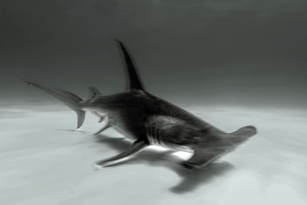 Graceful Hammerhead Shark by Serge Melesan — canvas wall art