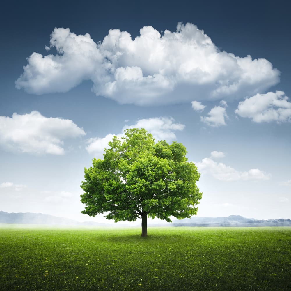 Lone Tree Landscape by Bess Hamiti — canvas wall art