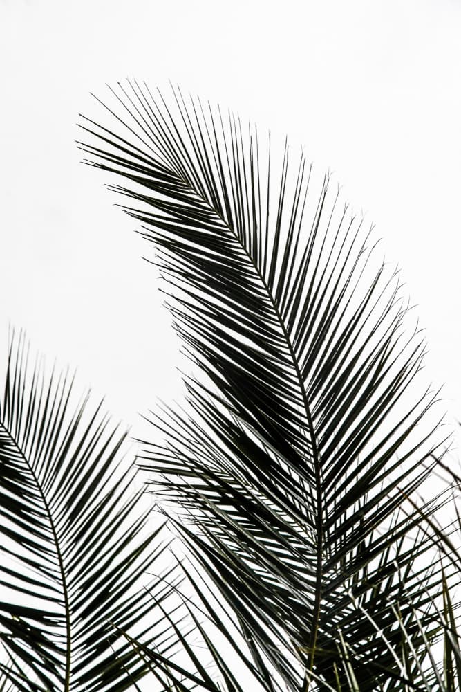 Palm Leaves 1 by Mareike Böhmer — canvas wall art
