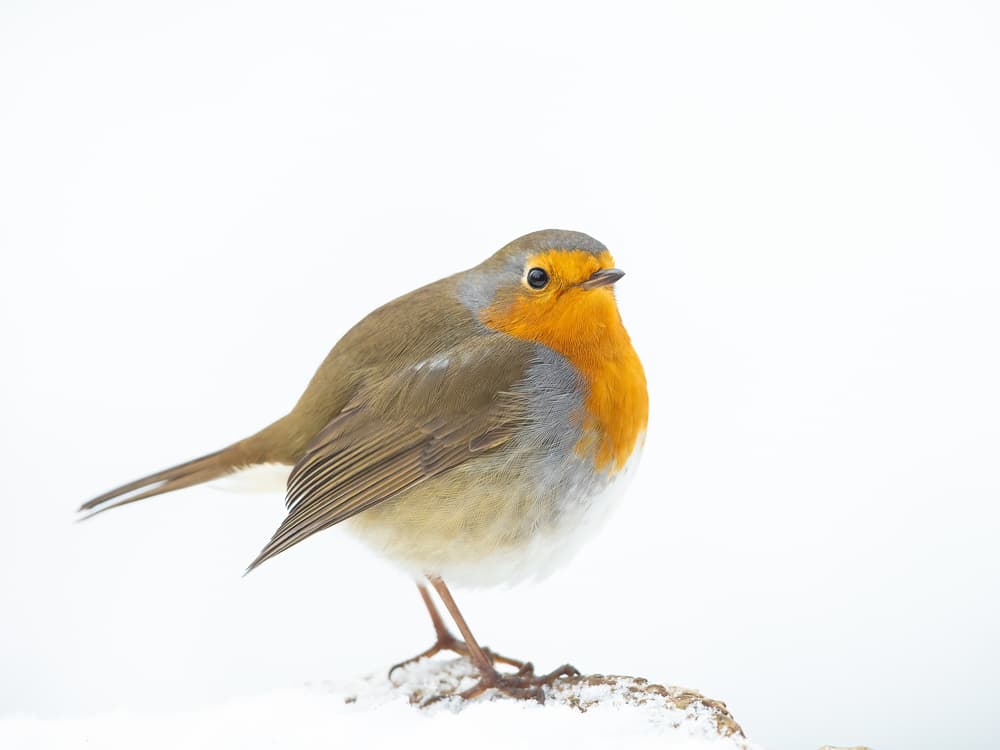 Winter Robin Portrait by Annie Keizer — canvas wall art