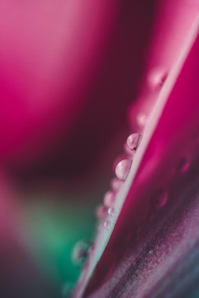 Pink Petal Drops by Javier Pardina — canvas wall art