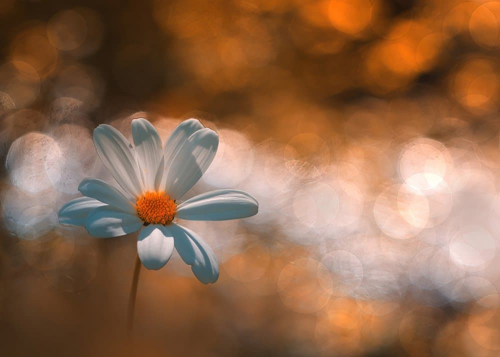 Glowing White Daisy by Ylva Sjögren — canvas wall art