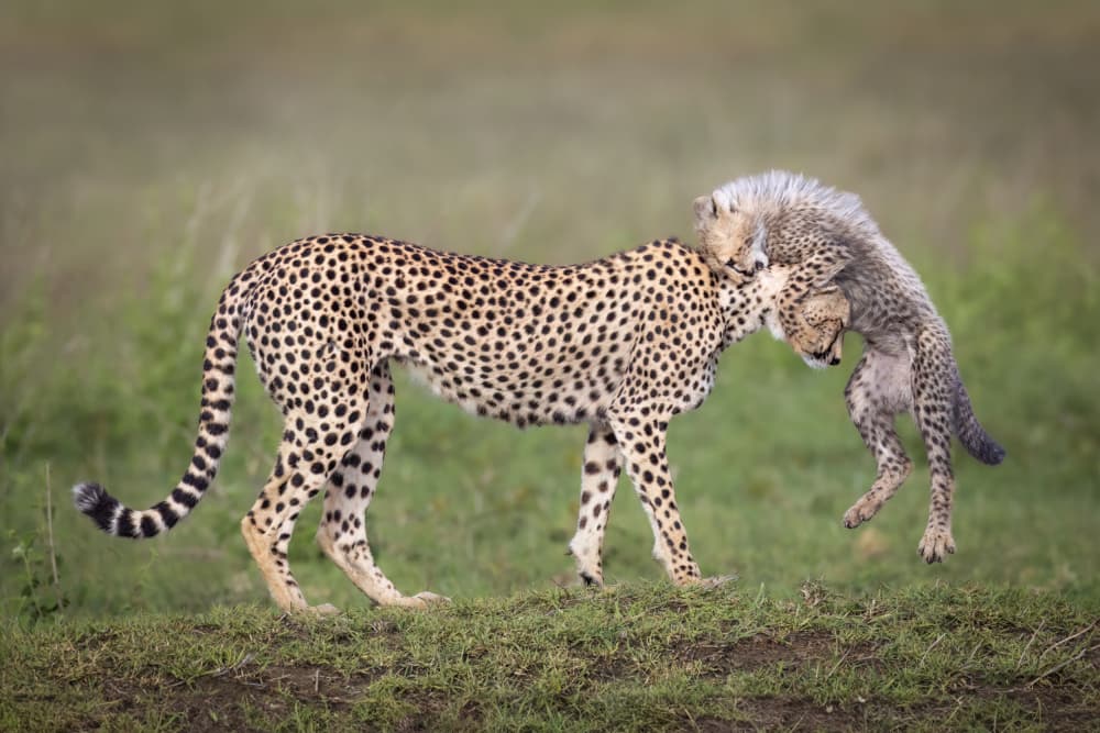 Playful Cheetah Cub by Mark Strom — canvas wall art