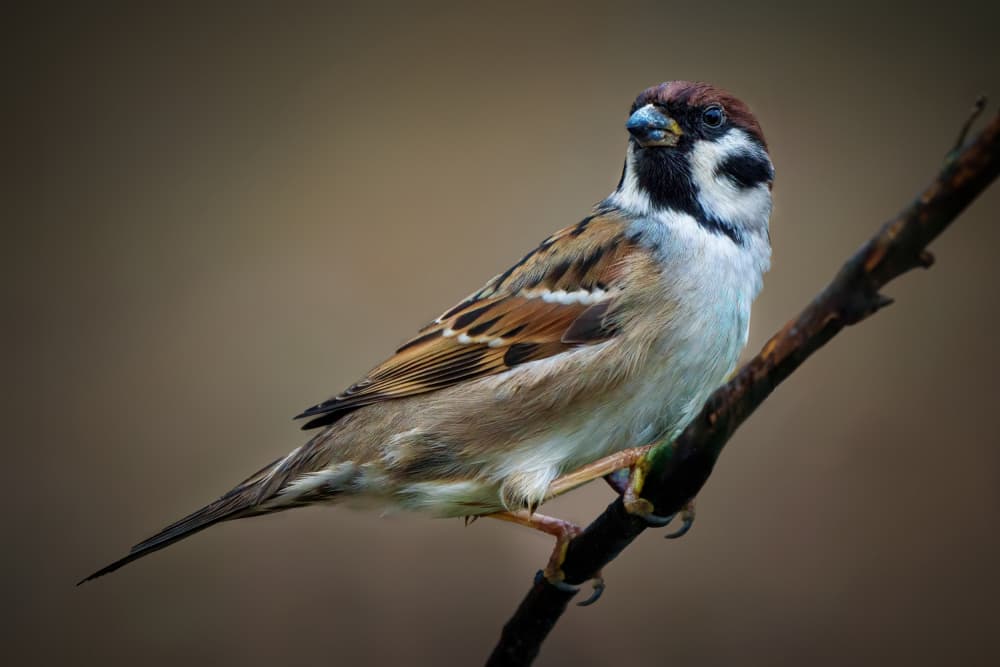 Perched Tree Sparrow by Noa Nick — canvas wall art