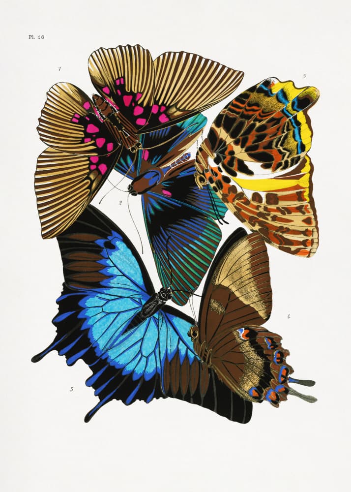 Butterflies 4 by Emile Alain Seguy — canvas wall art