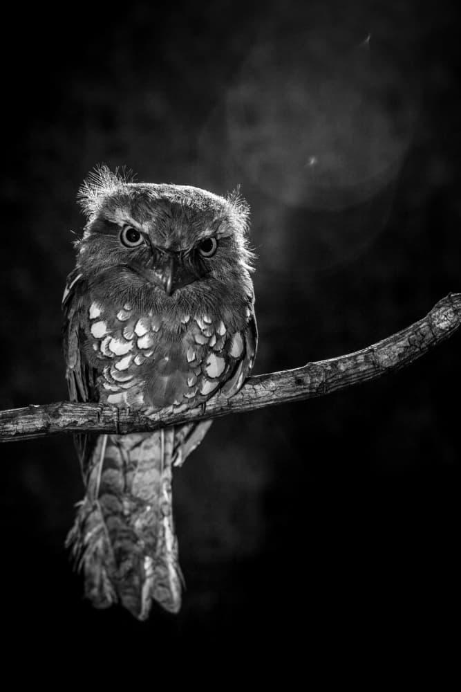 Intense Potoo Gaze