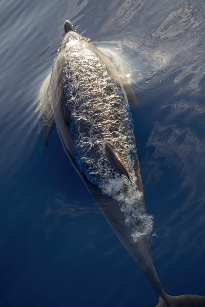 Sunlit Dolphin Swim by Andrea Izzotti — canvas wall art