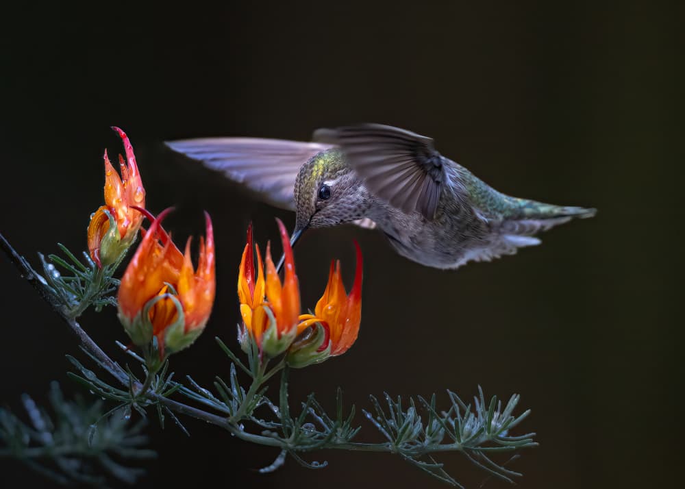 Hummingbird Nectar Sip by Bill Lu — canvas wall art