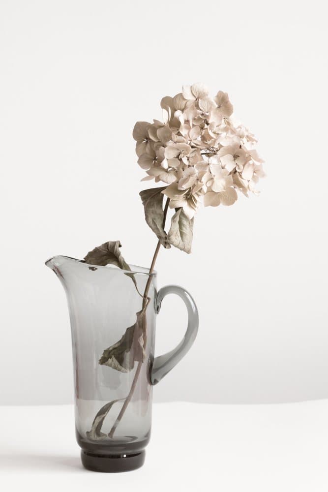 Dried Hydrangea Glass Pitcher by Pictufy Studio III — canvas wall art
