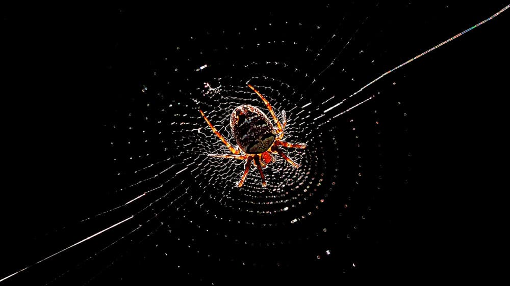 Spider's Luminous Web by Thierry Dufour — canvas wall art